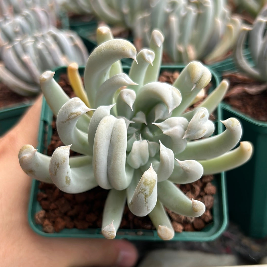 Echeveria runyonii