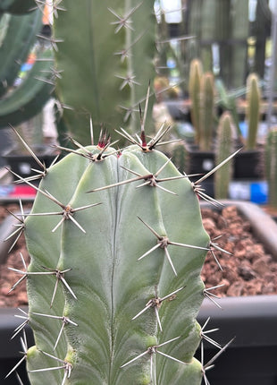 Stenocereus pruinosus