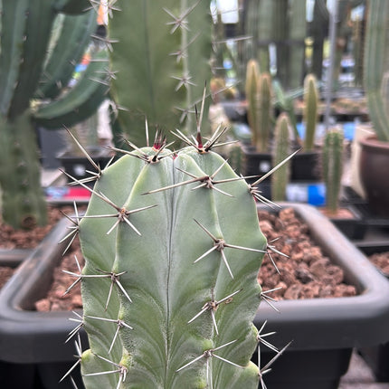 Stenocereus pruinosus