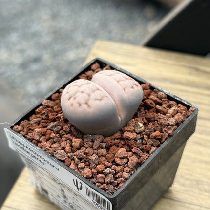 Lithops karasmontana “Mickbergensis”