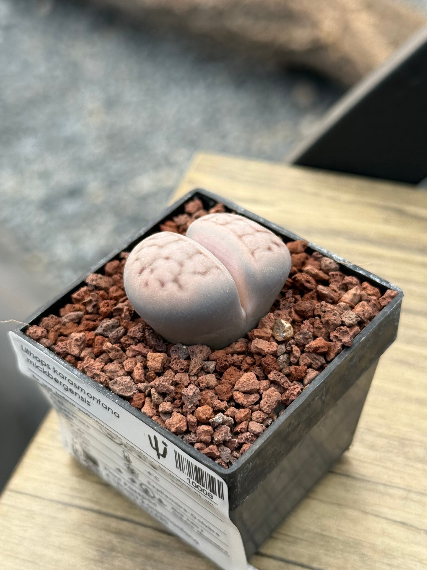 Lithops karasmontana “Mickbergensis”