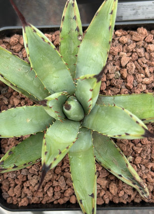 Agave Macroacantha
