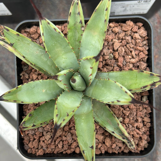 Agave macroacantha