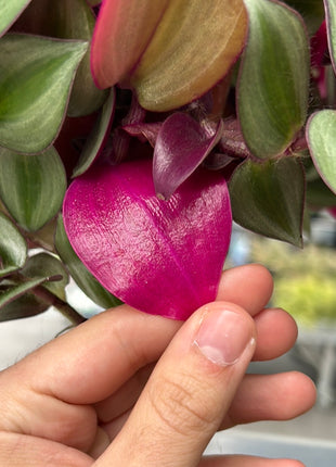 Tradescantia zebrina