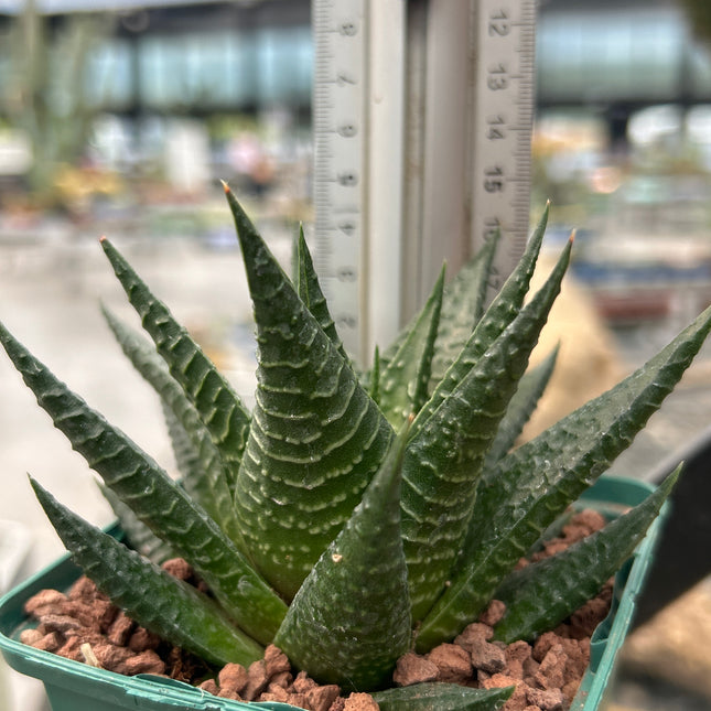 Haworthiopsis limifolia var. limifolia
