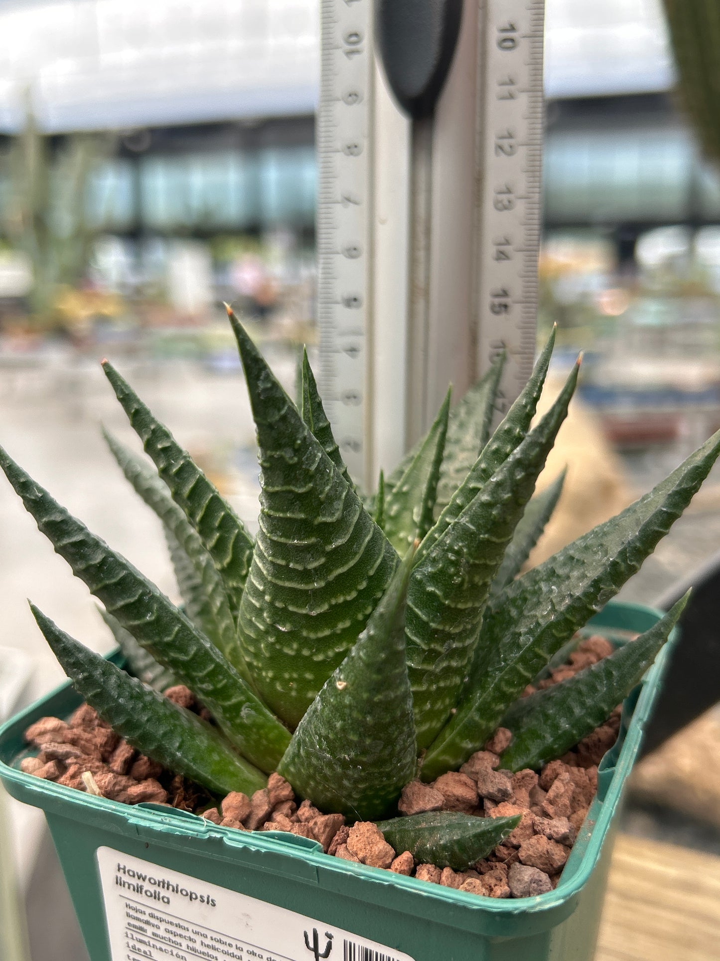 Haworthiopsis limifolia var. limifolia