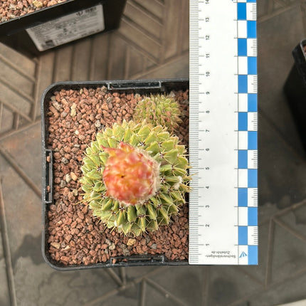 Notocactus buininguii