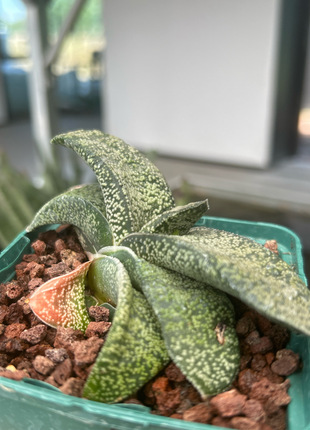 Gasteria armstrongii