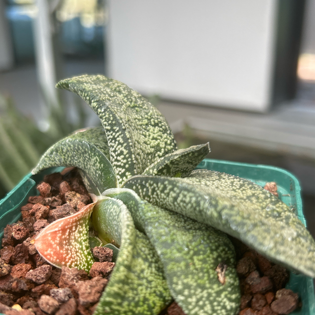Gasteria armstrongii