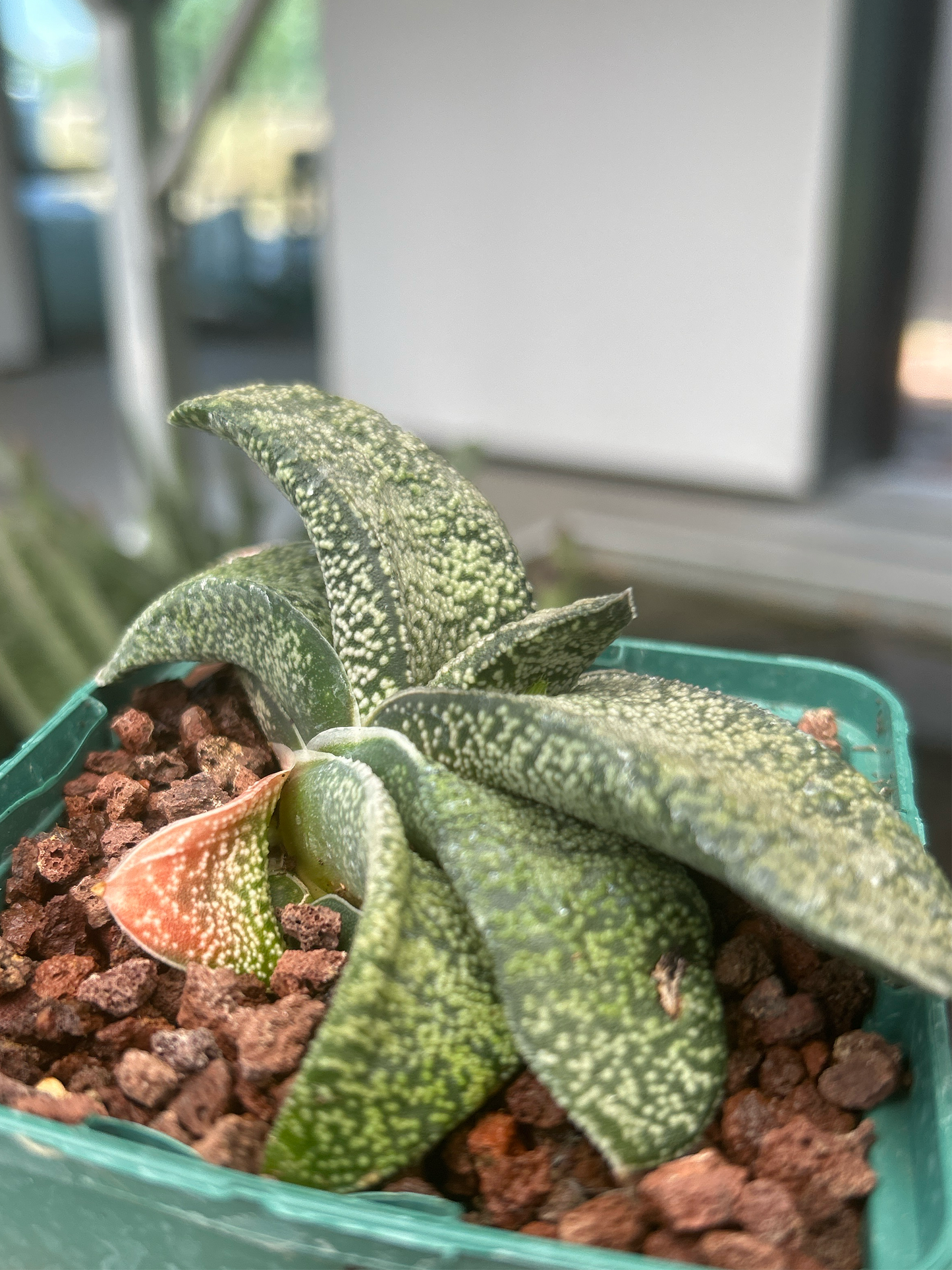 Gasteria armstrongii