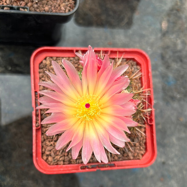 Notocactus schlosseri