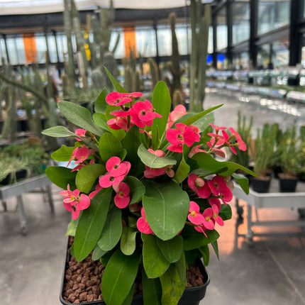 Euphorbia milii