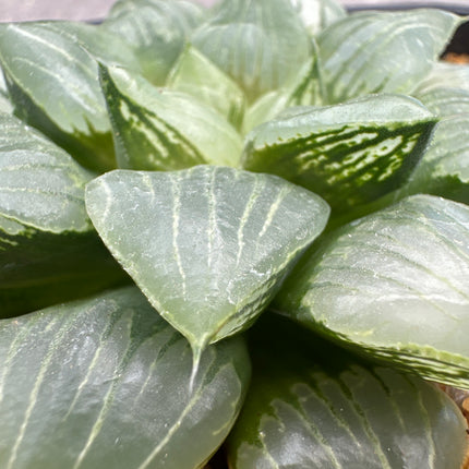 Haworthia 'Maldives'