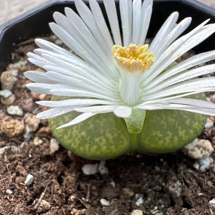Lithops lesliei C036A ‘Albinica’