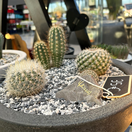 Cactus Composition #2 (Pickup in store)