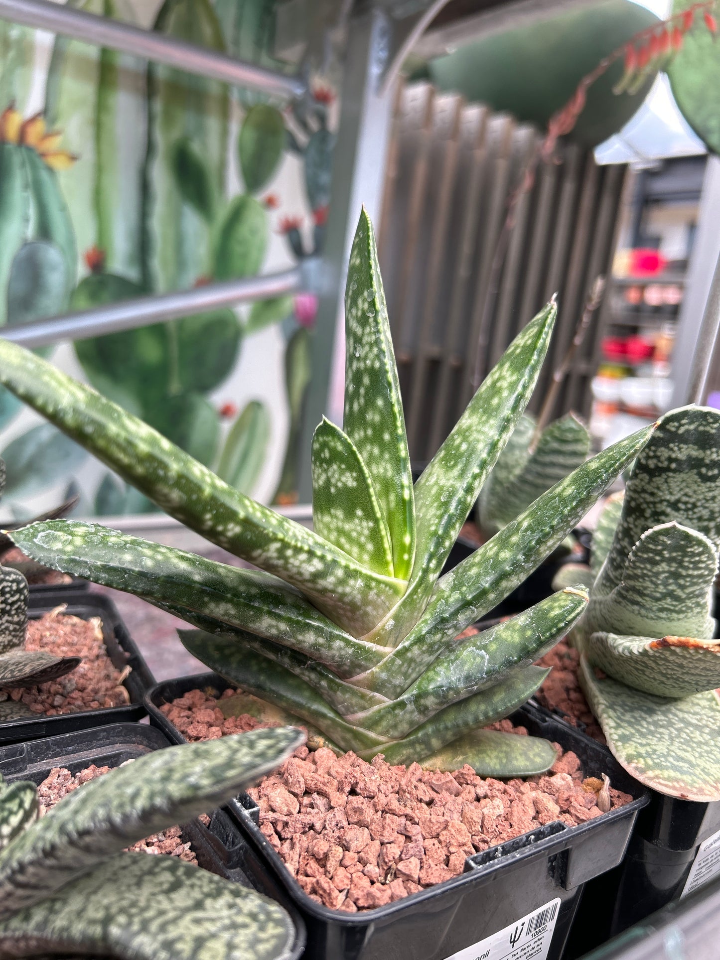 Gasteria rawlinsonii