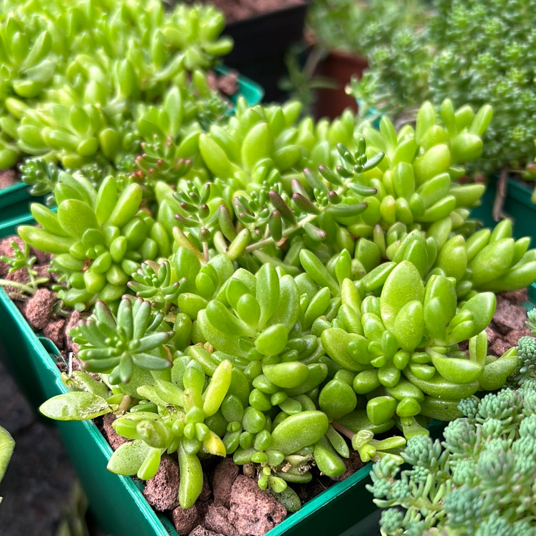 Sedum rubrotinctum