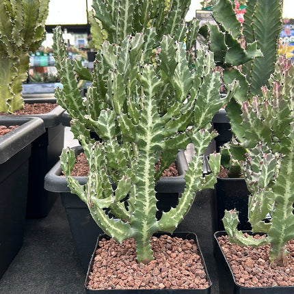 Euphorbia lactea