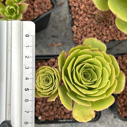 Aeonium canariense