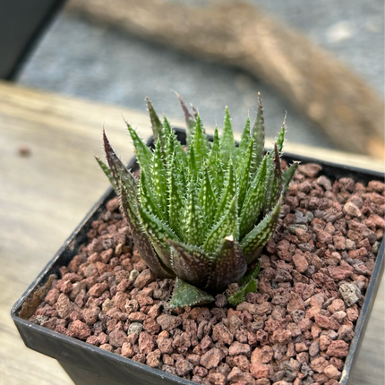 Haworthia variegata var. petrophylla