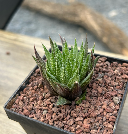 Haworthia variegata var. petrophylla