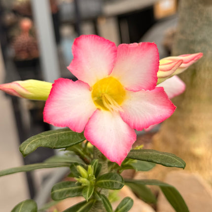 Adenium obesum