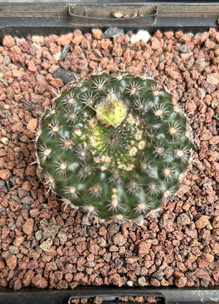 Frailea schilinzkyana