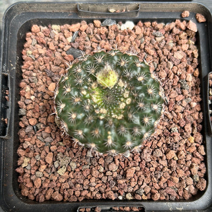 Frailea schilinzkyana