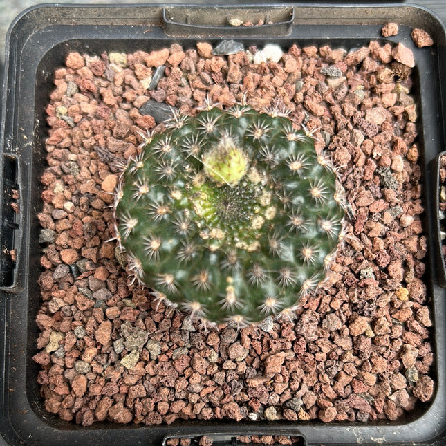 Frailea schilinzkyana