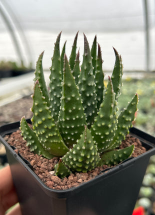 Tulista pumila var. sparsa