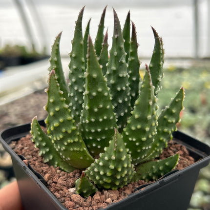 Tulista pumila var. sparsa