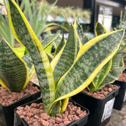 Dracaena trifasciata “Lengua de Suegra”