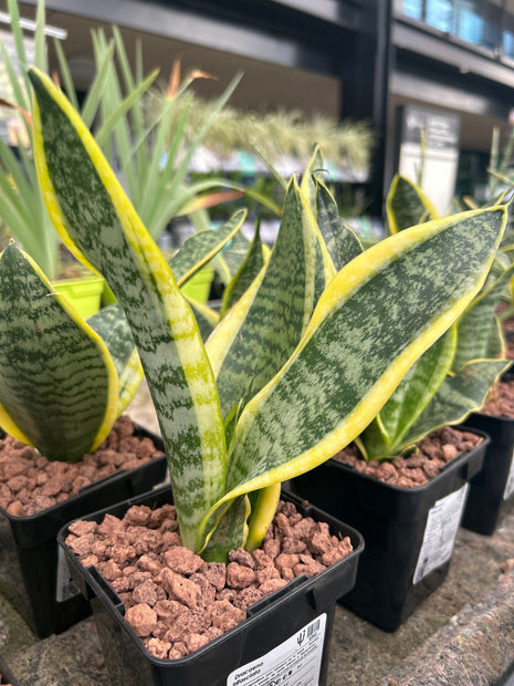 Dracaena trifasciata “Lengua de Suegra”