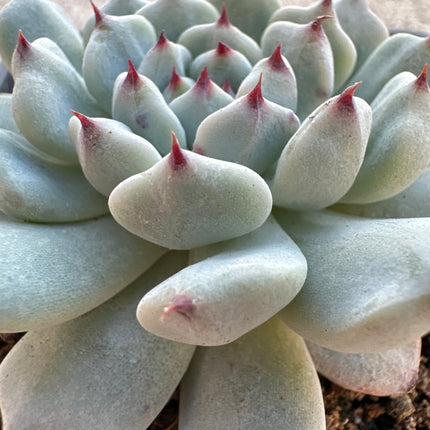 Echeveria cuspidata var. cuspidata