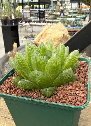 Haworthia intermedia