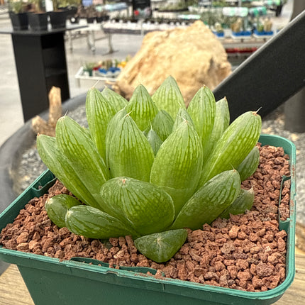 Haworthia intermedia