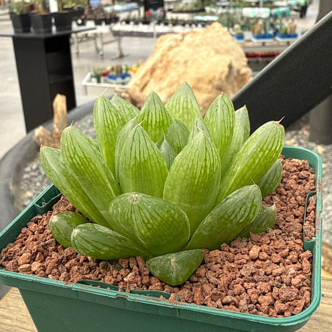 Haworthia intermedia