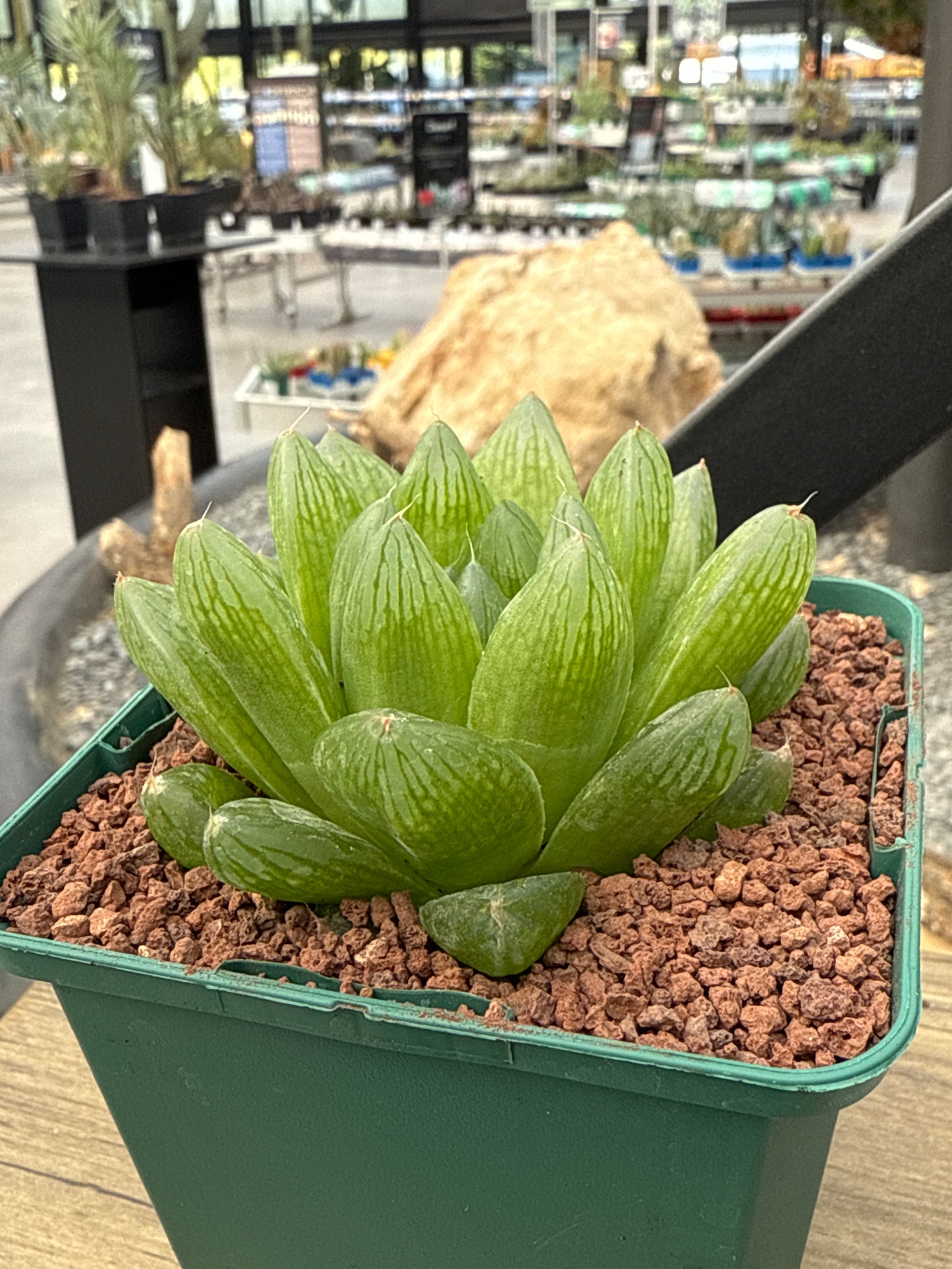 Haworthia intermedia