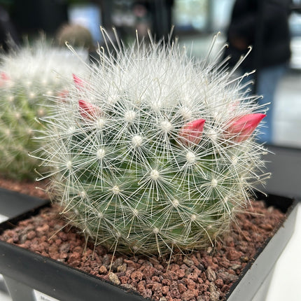 Mammillaria senilis