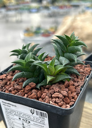 Haworthiopsis viscosa var. viscosa