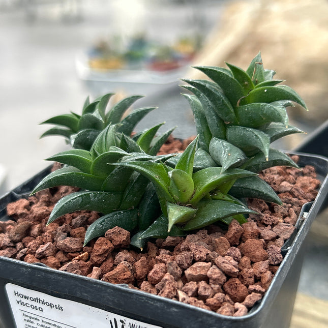 Haworthiopsis viscosa var. viscosa