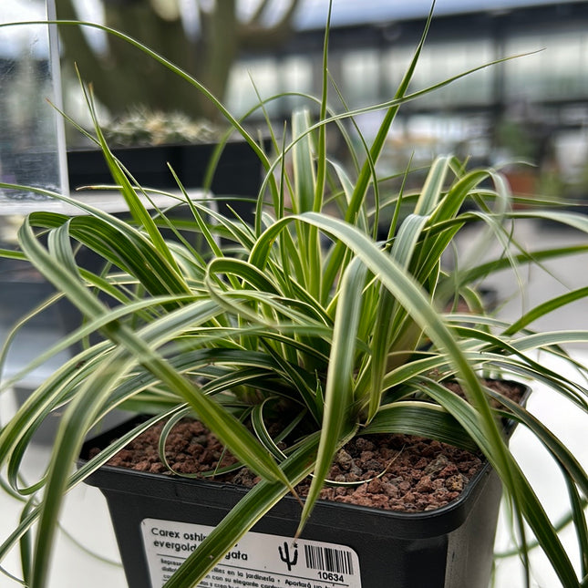 Carex oshimensis evergold variegata