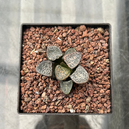 Haworthia groenewaldii
