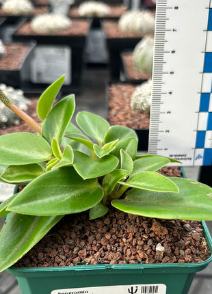 Peperomia pereskiifolia