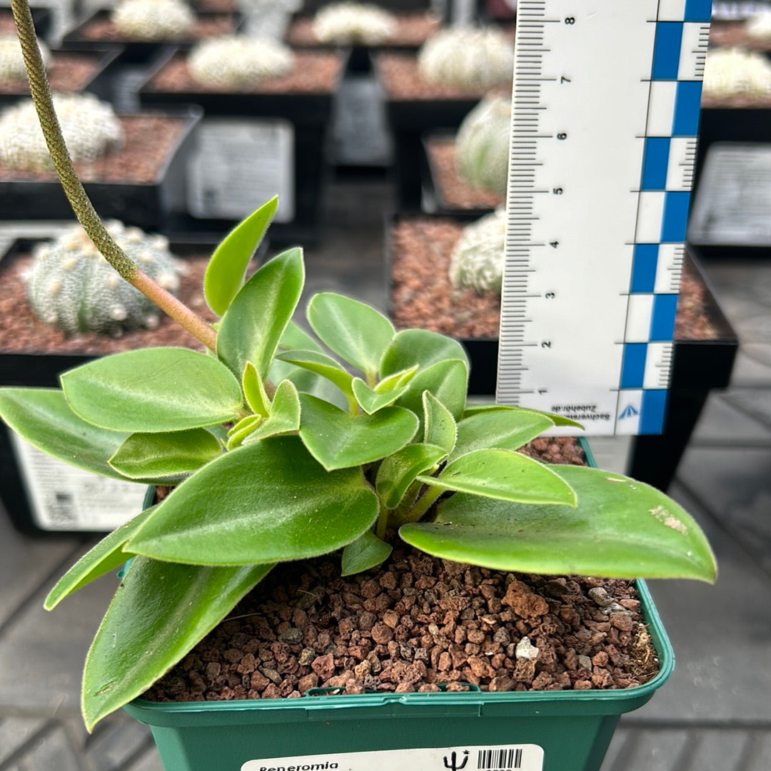 Peperomia pereskiifolia