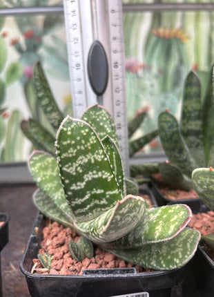 Gasteria excelsa 'Kalinyanga'