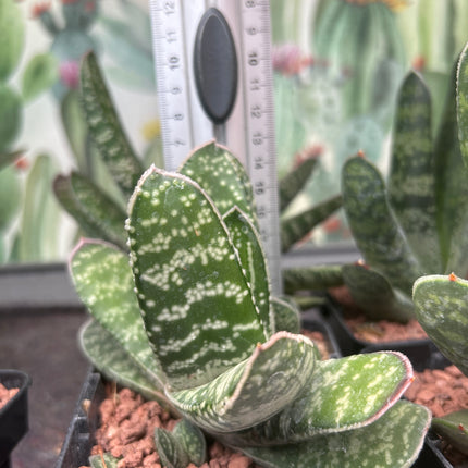 Gasteria excelsa 'Kalinyanga'