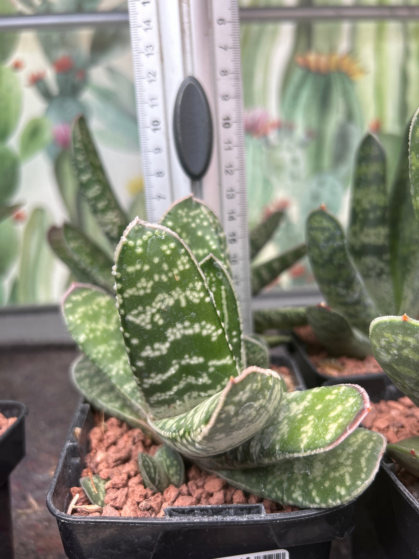 Gasteria excelsa ‘Kalinyanga’