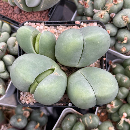 Gibbaeum heathii