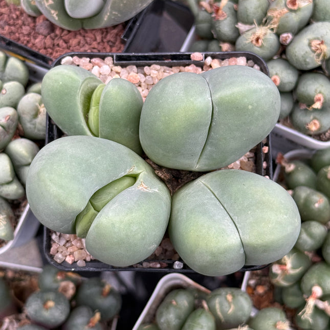 Gibbaeum heathii
